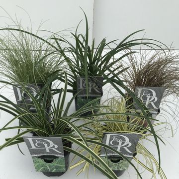 Carex MIX