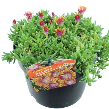 Delosperma JEWEL OF DESERT MIX
