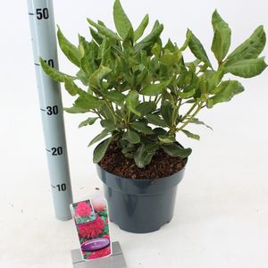 Rhododendron 'Nova Zembla' (About Plants Zundert BV)