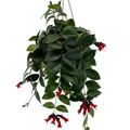 Aeschynanthus 'Mona Lisa'