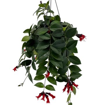 Aeschynanthus 'Mona Lisa'