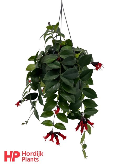 Aeschynanthus 'Mona Lisa'