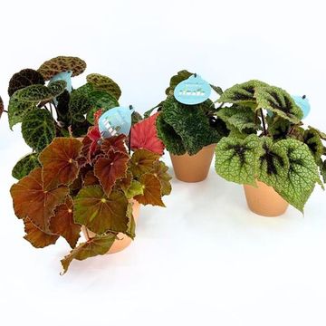 Begonia REX MIX