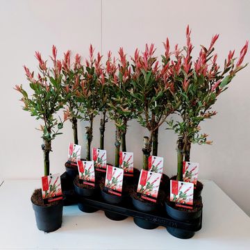 Salix integra 'Flamingo'