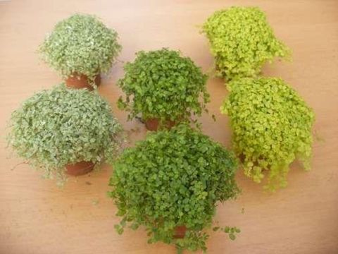 Soleirolia soleirolii MIX