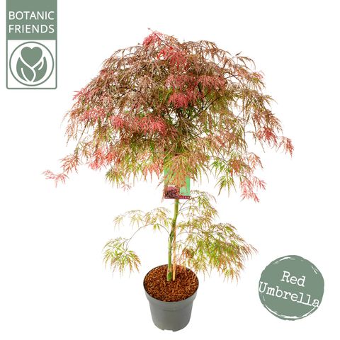 Acer palmatum 'Garnet Tower'