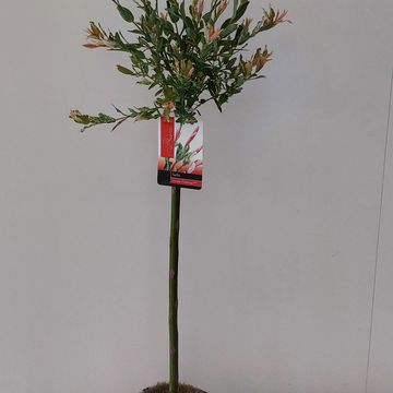 Salix integra 'Flamingo'