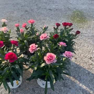 Dianthus OSCAR MIX