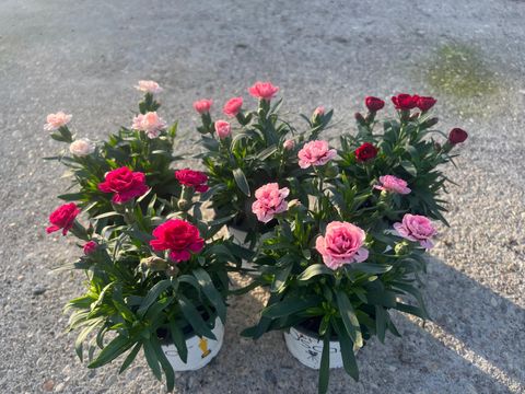 Dianthus OSCAR MIX