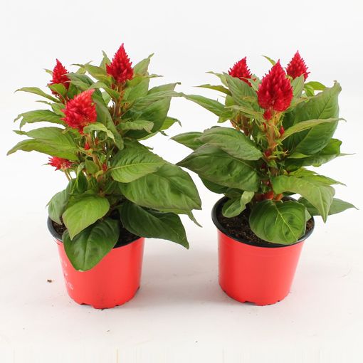 Celosia Argentea Kelos Fire Red P12 Cm H30 Cm Plant Wholesale Floraccess