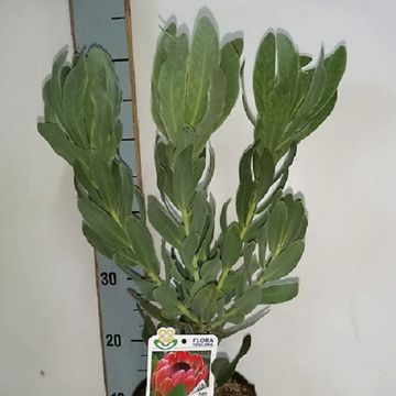 Protea 'Sylvia'