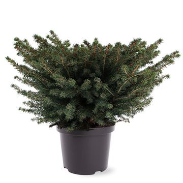 Picea abies 'Nidiformis'