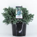 Juniperus squamata 'Blue Star'