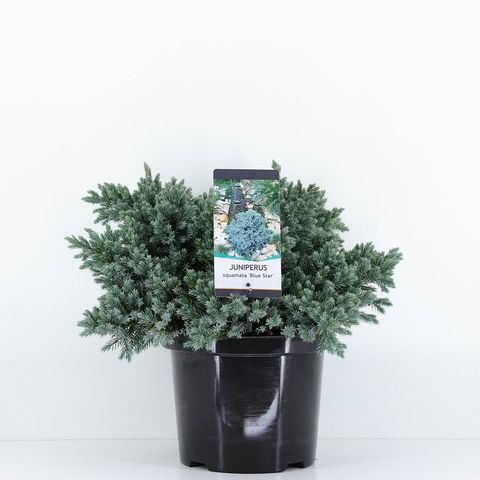 Juniperus squamata 'Blue Star'