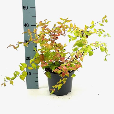 Kolkwitzia amabilis 'Maradco'