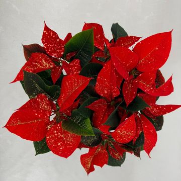 Euphorbia pulcherrima FANTASY STAR ORANGE