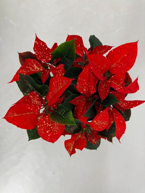 Euphorbia pulcherrima FANTASY STAR ORANGE