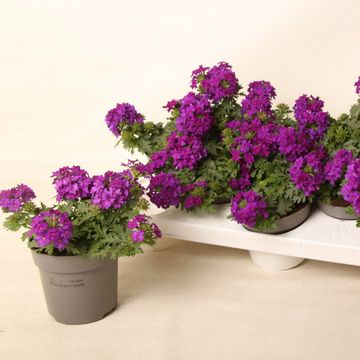 Verbena VEGAS DEEP VIOLET