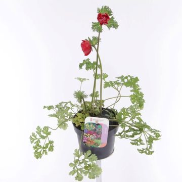 Anemone coronaria 'Animo Scarlet'