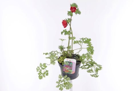Anemone coronaria 'Animo Scarlet'