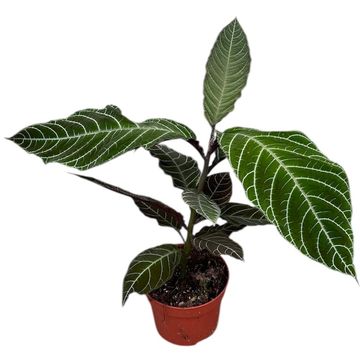 Ardisia gigantifolia