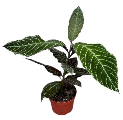 Ardisia gigantifolia