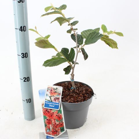 Hamamelis x intermedia 'Diane'