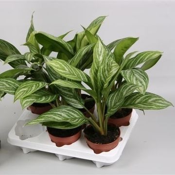 Aglaonema 'Stripes'
