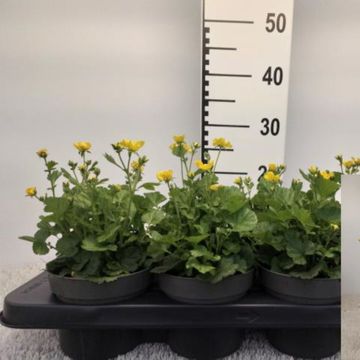 Geum coccineum 'Tosai'