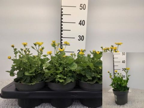 Geum coccineum 'Tosai'