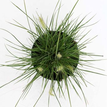 Pennisetum alopecuroides 'Little Bunny'