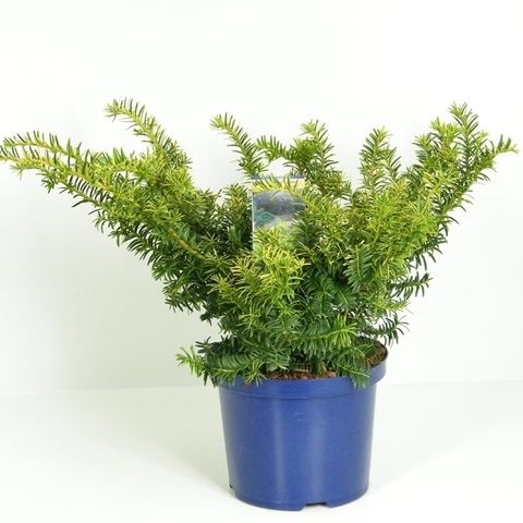 Taxus baccata 'Саммерголд'