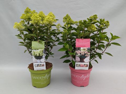 Hydrangea paniculata GARDENLIGHTS MIX