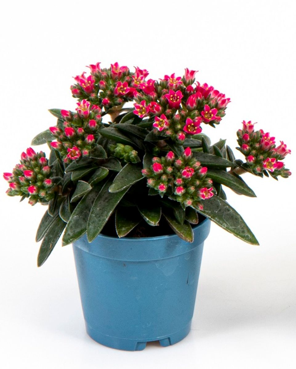 Crassula schmidtii — Växter grossist FlorAccess