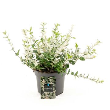 Euonymus fortunei 'Harlequin'