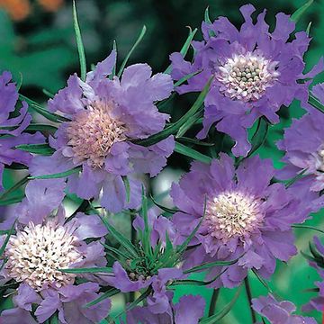 Scabiosa caucasica 'Perfecta'