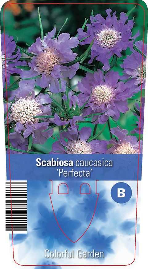 Scabiosa caucasica 'Перфекта'