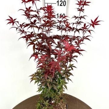 Acer palmatum 'Twombly’s Red Sentinel'