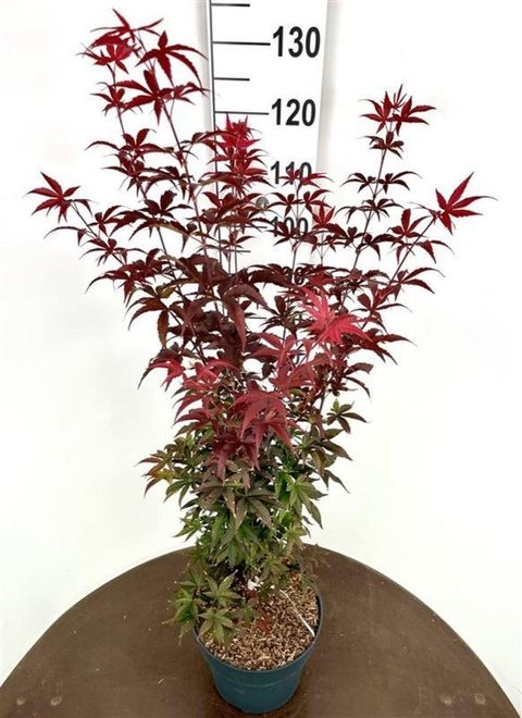 Acer palmatum 'Twombly’s Red Sentinel'