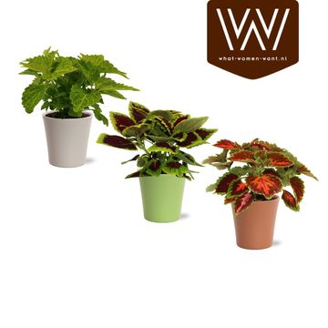 Coleus BLUMEI MIX