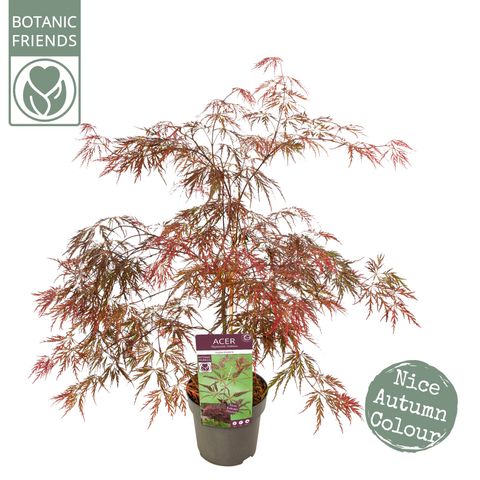 Acer palmatum 'Inaba-shidare'