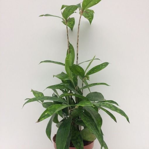 Dracaena surculosa (Vireõ Plant Sales)