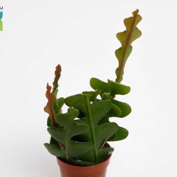 Epiphyllum anguliger