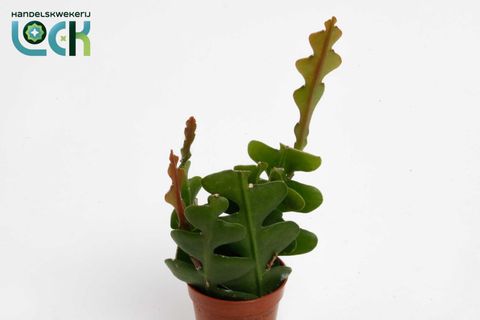 Epiphyllum anguliger