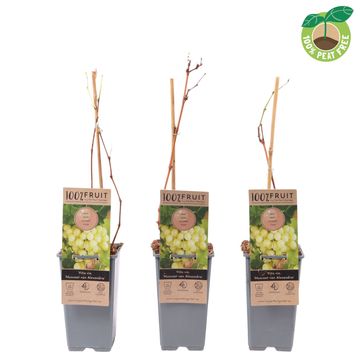 Vitis 'Muscat of Alexandria'