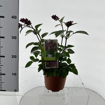 Salvia LOVE AND WISHES