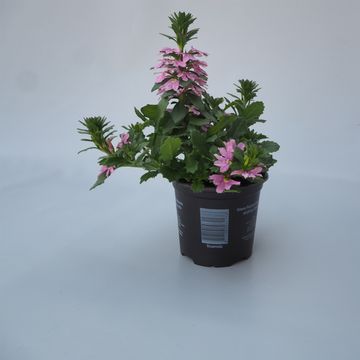 Scaevola SURDIVA PINK BLUE
