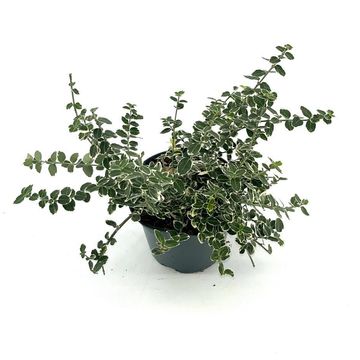 Euonymus fortunei 'Emerald Gaiety'