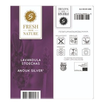 Lavandula stoechas 'Silver Anouk'