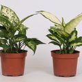 Dieffenbachia MIX